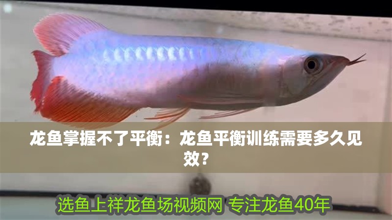 龍魚掌握不了平衡：龍魚平衡訓練需要多久見效？