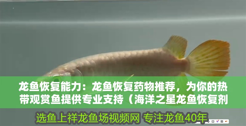 龍魚恢復能力：龍魚恢復藥物推薦，為你的熱帶觀賞魚提供專業支持（海洋之星龍魚恢復劑）