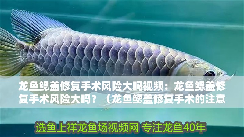 龍魚鰓蓋修復手術風險大嗎視頻：龍魚鰓蓋修復手術風險大嗎？（龍魚鰓蓋修復手術的注意事項） 龍魚鰓蓋修復手術風險大嗎視頻：龍魚鰓蓋修復手術風險大嗎？（龍魚鰓蓋修復手術的注意事項） 水族問答