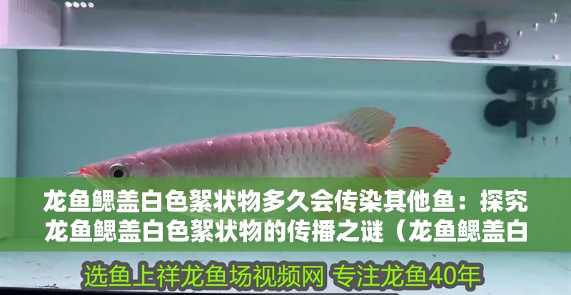 龍魚鰓蓋白色絮狀物多久會傳染其他魚：探究龍魚鰓蓋白色絮狀物的傳播之謎（龍魚鰓蓋白色絮狀物可能會傳染給其他魚的健康狀態）