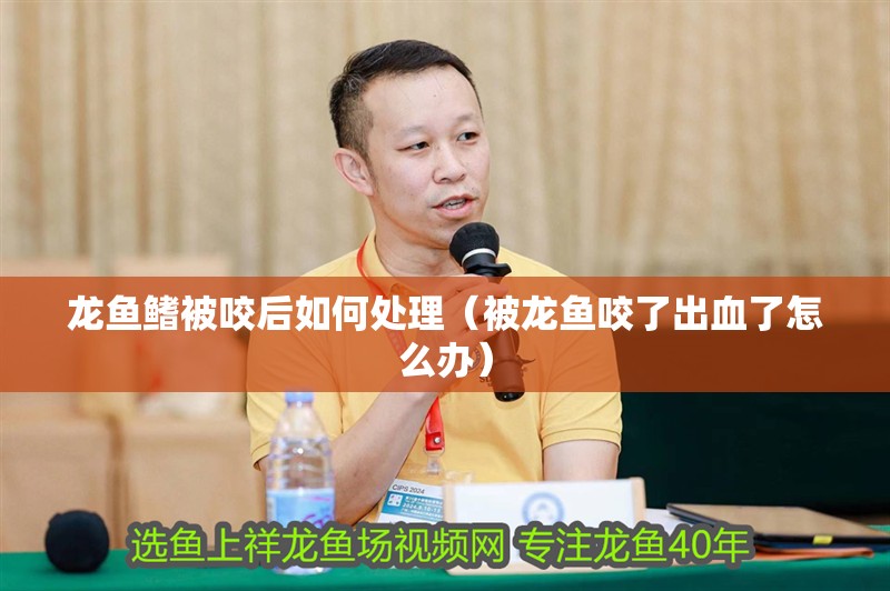 龍魚鰭被咬后如何處理（被龍魚咬了出血了怎么辦）