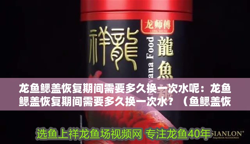 龍魚鰓蓋恢復期間需要多久換一次水呢：龍魚鰓蓋恢復期間需要多久換一次水？（魚鰓蓋恢復期間的水質管理是確保其健康和快速復原的關鍵）