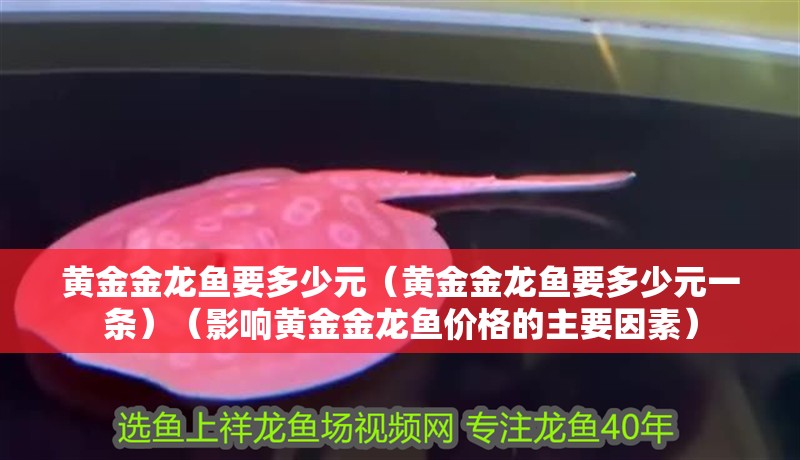 黃金金龍魚要多少元（黃金金龍魚要多少元一條）（影響黃金金龍魚價格的主要因素）