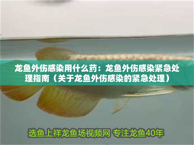 龍魚(yú)外傷感染用什么藥：龍魚(yú)外傷感染緊急處理指南（關(guān)于龍魚(yú)外傷感染的緊急處理）