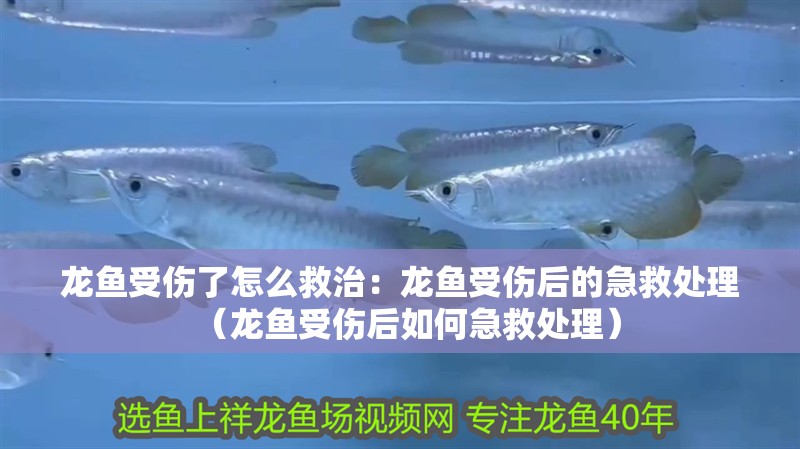 龍魚受傷了怎么救治：龍魚受傷后的急救處理（龍魚受傷后如何急救處理）