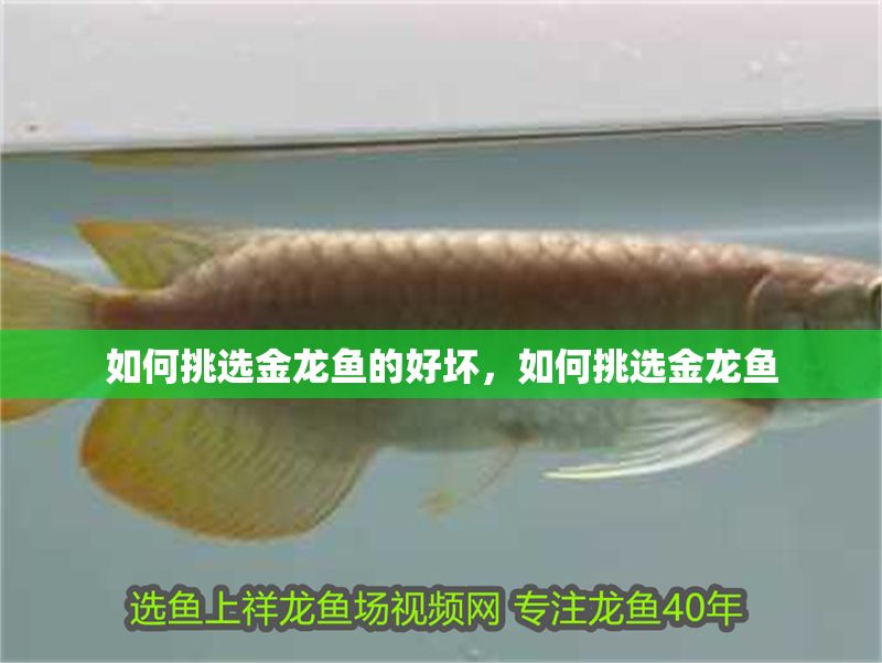 如何挑選金龍魚的好壞，如何挑選金龍魚