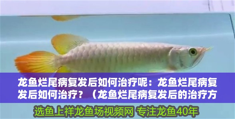 龍魚爛尾病復發后如何治療呢：龍魚爛尾病復發后如何治療？（龍魚爛尾病復發后的治療方法與預防龍魚爛尾病復發的方法）