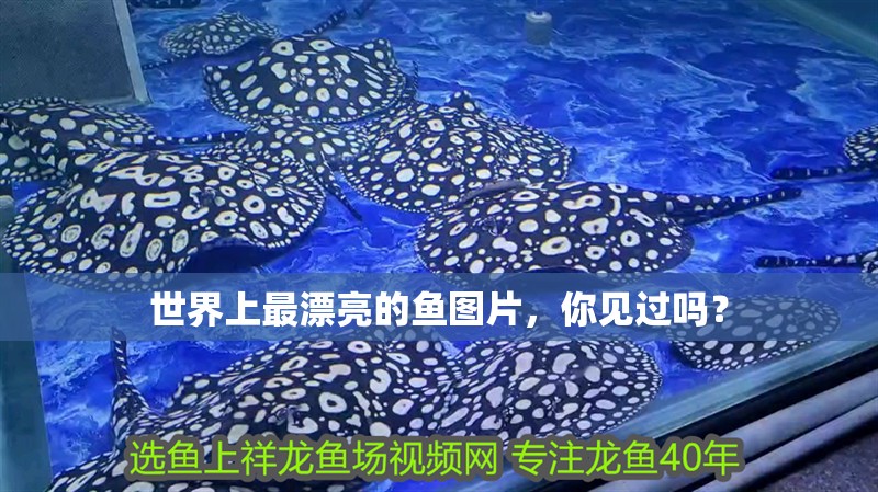 世界上最漂亮的魚圖片，你見過嗎？ 世界上最漂亮的魚圖片，你見過嗎？ 觀賞魚百科