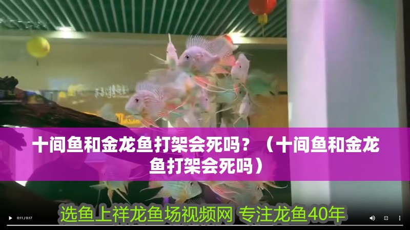 十間魚和金龍魚打架會死嗎？（十間魚和金龍魚打架會死嗎）