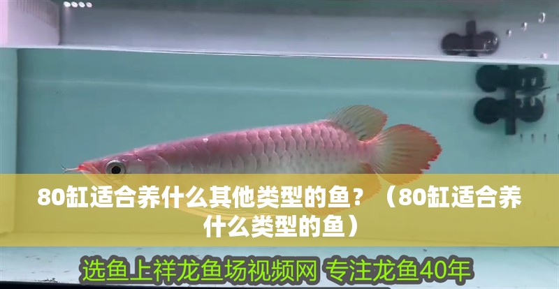 80缸適合養什么其他類型的魚？（80缸適合養什么類型的魚）