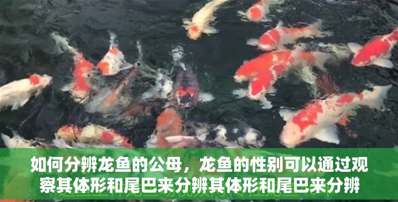 如何分辨龍魚的公母，龍魚的性別可以通過觀察其體形和尾巴來分辨其體形和尾巴來分辨