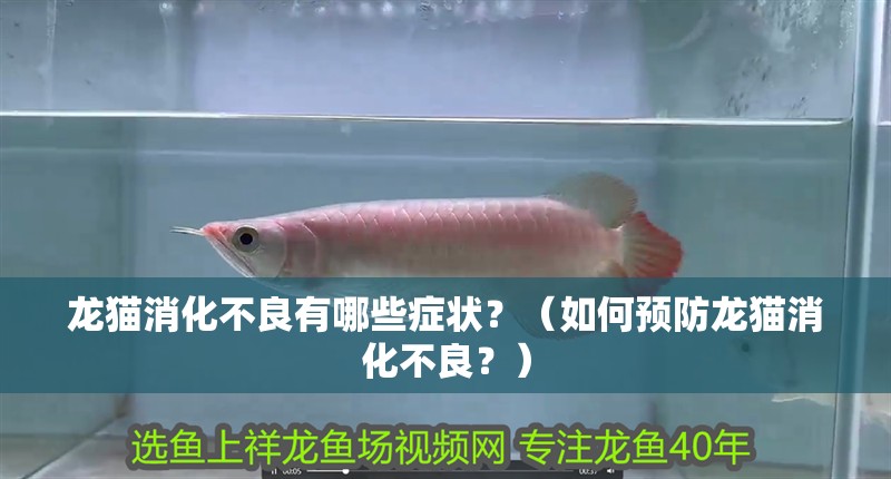 龍貓消化不良有哪些癥狀？（如何預(yù)防龍貓消化不良？）