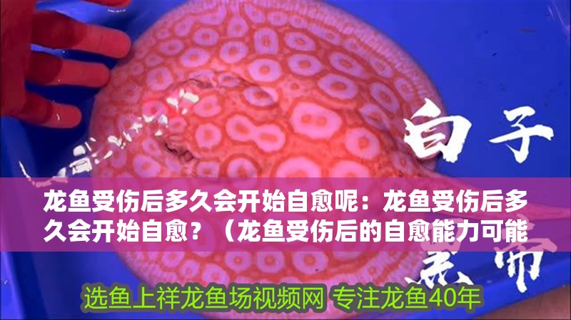 龍魚受傷后多久會開始自愈呢：龍魚受傷后多久會開始自愈？（龍魚受傷后的自愈能力可能會影響龍魚的自愈能力和自愈能力）