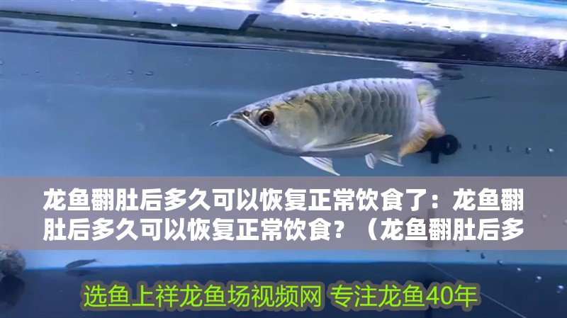 龍魚翻肚后多久可以恢復(fù)正常飲食了：龍魚翻肚后多久可以恢復(fù)正常飲食？（龍魚翻肚后多久可以恢復(fù)正常飲食？）