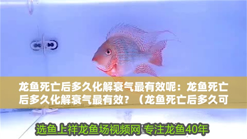 龍魚死亡后多久化解衰氣最有效呢：龍魚死亡后多久化解衰氣最有效？（龍魚死亡后多久可以化解“衰氣”成為一個值得探討的話題）