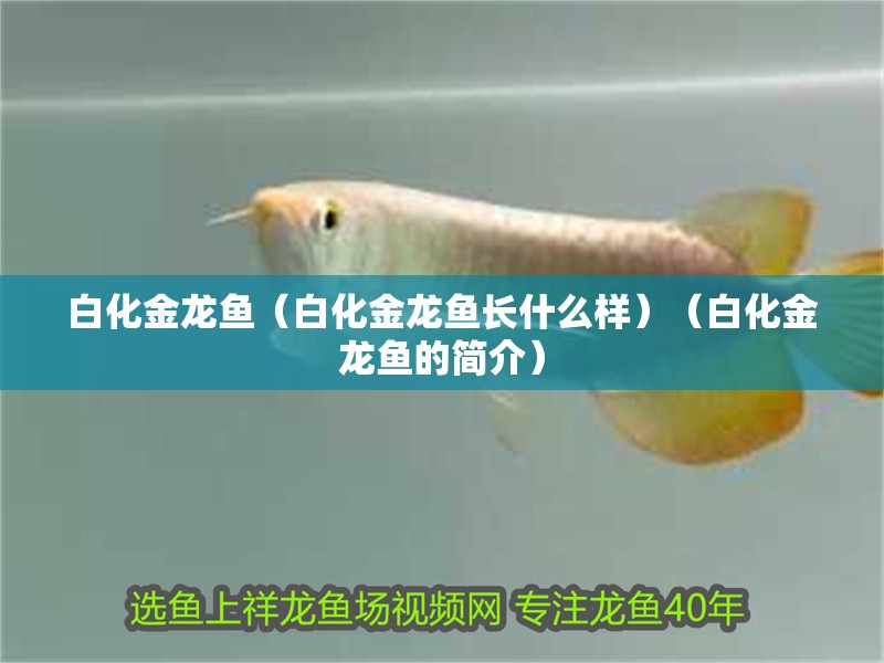 白化金龍魚（白化金龍魚長什么樣）（白化金龍魚的簡介）