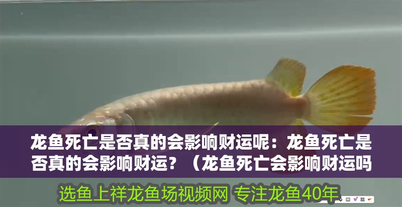 龍魚死亡是否真的會影響財運呢：龍魚死亡是否真的會影響財運？（龍魚死亡會影響財運嗎？）