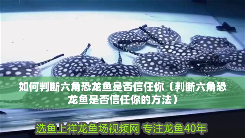 如何判斷六角恐龍魚是否信任你（判斷六角恐龍魚是否信任你的方法）