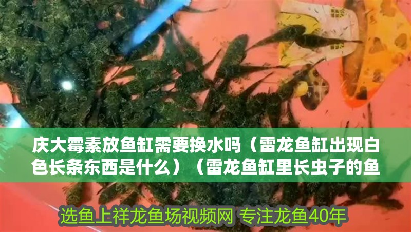 慶大霉素放魚缸需要換水嗎(雷龍魚缸出現白色長條東西是什么)(雷龍魚缸里長蟲子的魚缸里長蟲子,魚缸里長蟲子怎么辦)