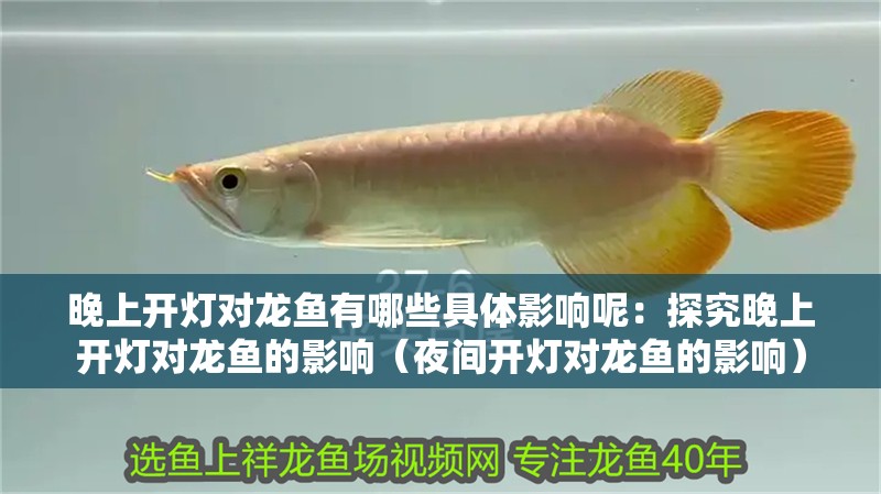 晚上開燈對龍魚有哪些具體影響呢：探究晚上開燈對龍魚的影響（夜間開燈對龍魚的影響）