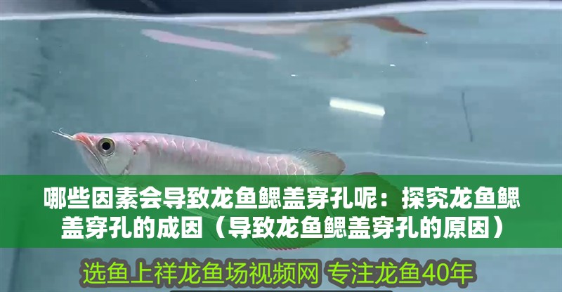 哪些因素會導致龍魚鰓蓋穿孔呢：探究龍魚鰓蓋穿孔的成因（導致龍魚鰓蓋穿孔的原因）
