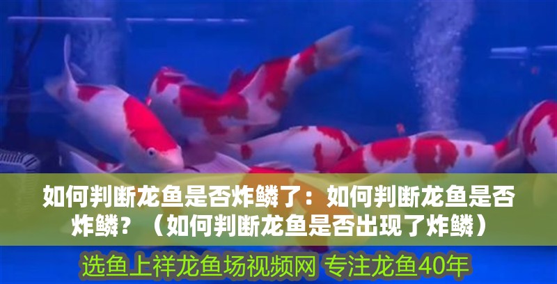 如何判斷龍魚是否炸鱗了：如何判斷龍魚是否炸鱗？（如何判斷龍魚是否出現了炸鱗）