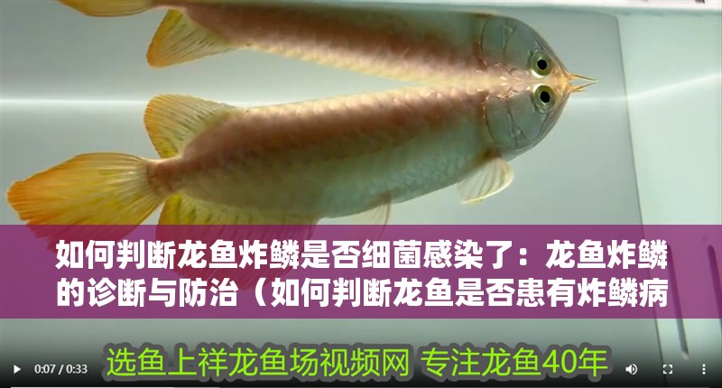 如何判斷龍魚炸鱗是否細菌感染了：龍魚炸鱗的診斷與防治（如何判斷龍魚是否患有炸鱗病）