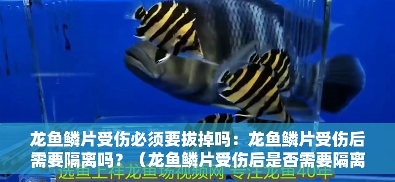 龍魚鱗片受傷必須要拔掉嗎：龍魚鱗片受傷后需要隔離嗎？（龍魚鱗片受傷后是否需要隔離）