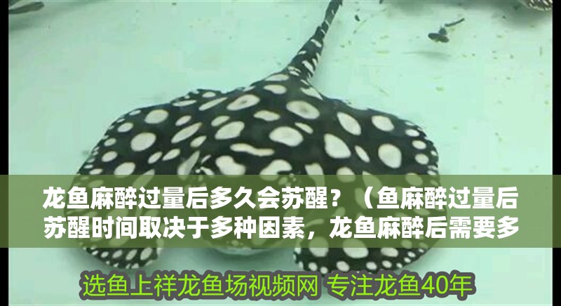 龍魚麻醉過量后多久會蘇醒？（魚麻醉過量后蘇醒時間取決于多種因素，龍魚麻醉后需要多久恢復(fù)）