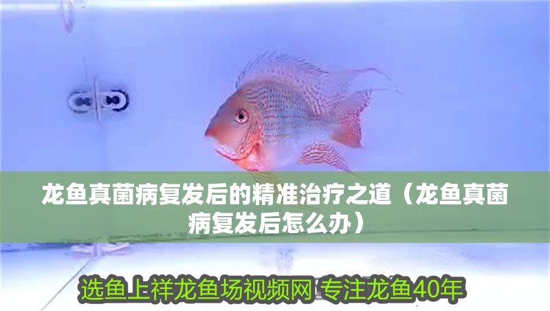 龍魚真菌病復發后的精準治療之道（龍魚真菌病復發后怎么辦）