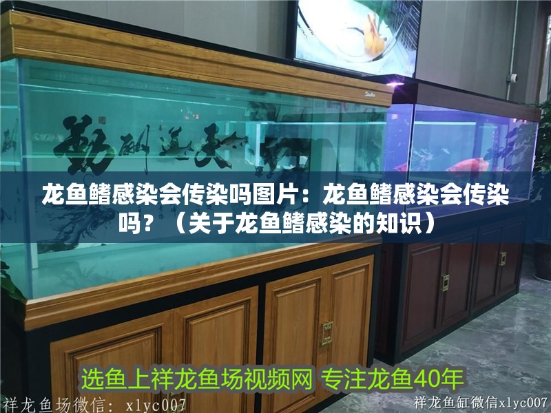 龍魚鰭感染會傳染嗎圖片：龍魚鰭感染會傳染嗎？（關于龍魚鰭感染的知識）