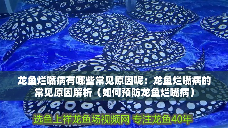 龍魚爛嘴病有哪些常見原因呢：龍魚爛嘴病的常見原因解析（如何預防龍魚爛嘴病）