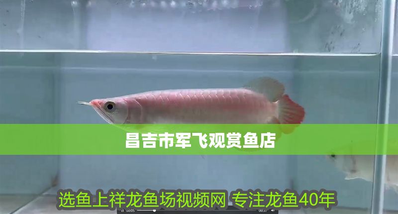 昌吉市軍飛觀賞魚店