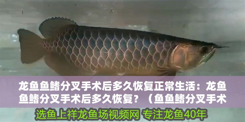 龍魚魚鰭分叉手術后多久恢復正常生活：龍魚魚鰭分叉手術后多久恢復？（魚魚鰭分叉手術后多久能夠完全恢復到接近術前的狀態）