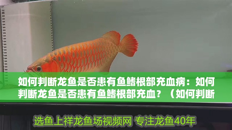 如何判斷龍魚是否患有魚鰭根部充血病：如何判斷龍魚是否患有魚鰭根部充血？（如何判斷龍魚是否患有魚鰭根部充血）