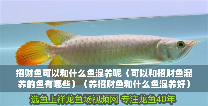 招財魚可以和什么魚混養(yǎng)呢（可以和招財魚混養(yǎng)的魚有哪些）（養(yǎng)招財魚和什么魚混養(yǎng)好）