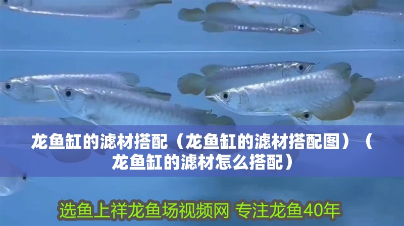 龍魚缸的濾材搭配（龍魚缸的濾材搭配圖）（龍魚缸的濾材怎么搭配）