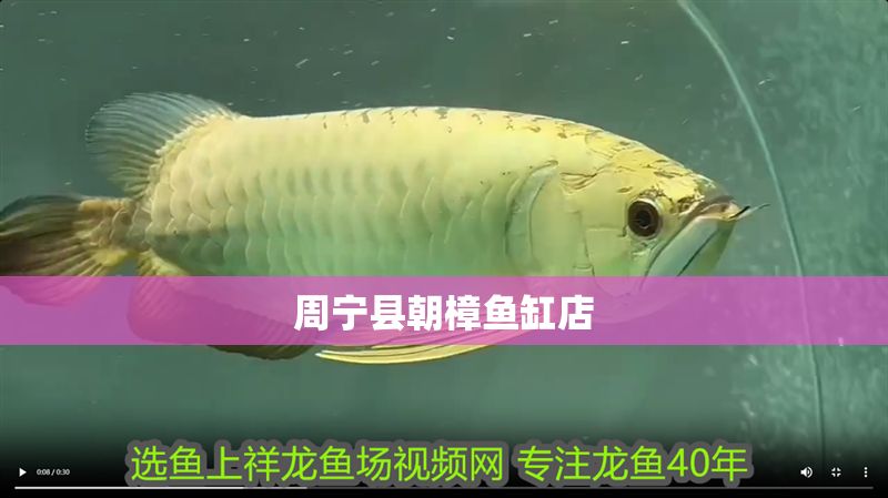 周寧縣朝樟魚缸店 周寧縣朝樟魚缸店 全國水族館企業名錄 第1張