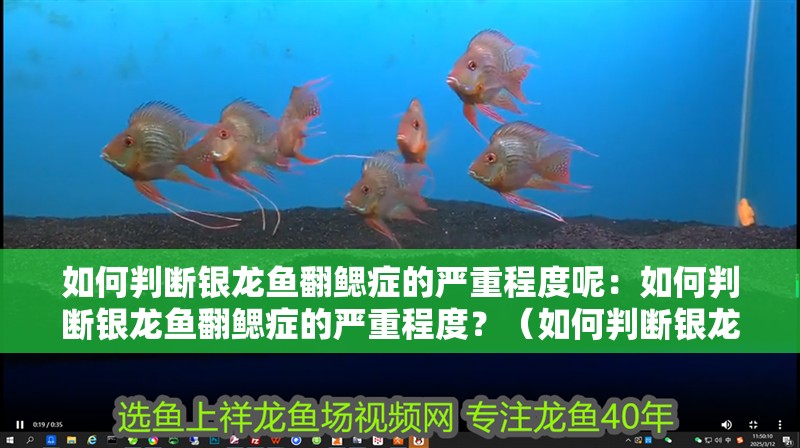 魚缸過濾器選購指南:自制魚缸過濾器魚缸上置過濾器對于養魚愛好者的必備知識 如何判斷銀龍魚翻鰓癥的嚴重程度呢:如何判斷銀龍魚翻鰓癥的嚴重程度?(如何判斷銀龍魚翻鰓癥的嚴重程度) 水族問答 如何判斷銀龍魚翻鰓癥的嚴重程度呢:如何判斷銀龍魚翻鰓癥的嚴重程度?(如何判斷銀龍魚翻鰓癥的嚴重程度) 如何判斷銀龍魚翻鰓癥的嚴重程度呢:如何判斷銀龍魚翻鰓癥的嚴重程度?(如何判斷銀龍魚翻鰓癥的嚴重程度) 水族問答