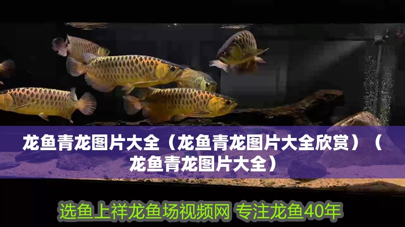 龍魚青龍圖片大全（龍魚青龍圖片大全欣賞）（龍魚青龍圖片大全）