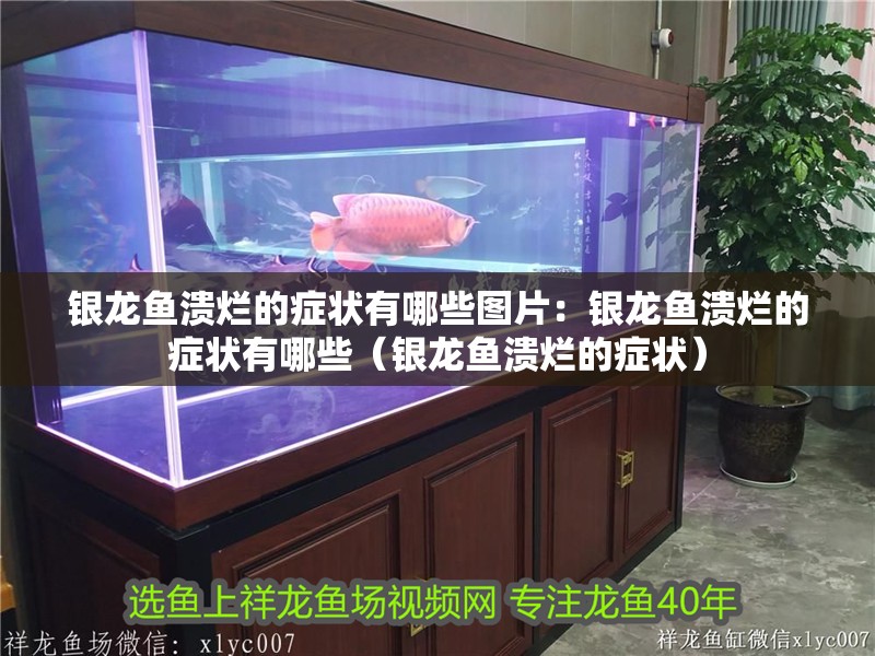 銀龍魚潰爛的癥狀有哪些圖片：銀龍魚潰爛的癥狀有哪些（銀龍魚潰爛的癥狀） 銀龍魚潰爛的癥狀有哪些圖片：銀龍魚潰爛的癥狀有哪些（銀龍魚潰爛的癥狀） 水族問答