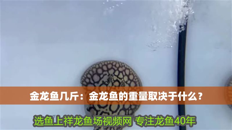 金龍魚幾斤：金龍魚的重量取決于什么？