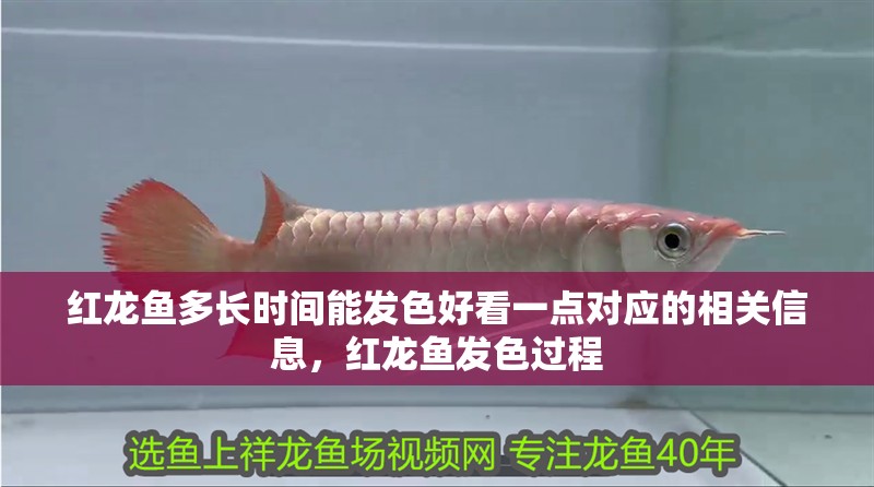 紅龍魚多長(zhǎng)時(shí)間能發(fā)色好看一點(diǎn)對(duì)應(yīng)的相關(guān)信息，紅龍魚發(fā)色過(guò)程