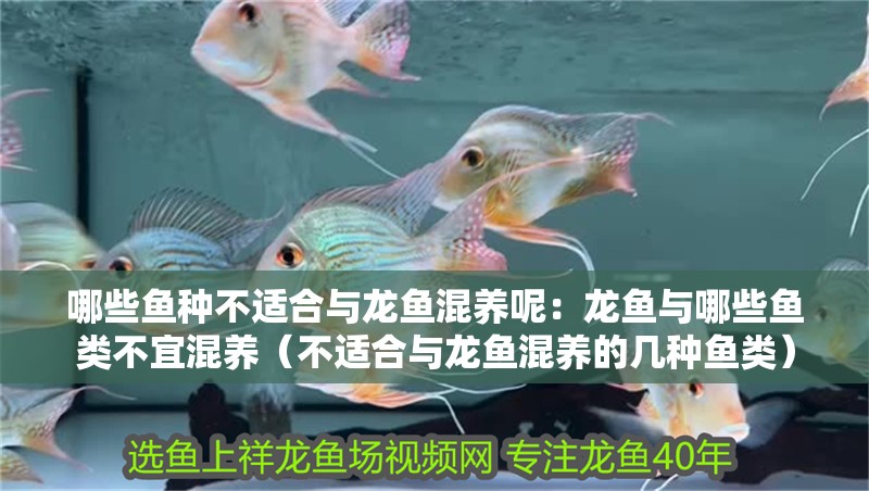 哪些魚種不適合與龍魚混養(yǎng)呢：龍魚與哪些魚類不宜混養(yǎng)（不適合與龍魚混養(yǎng)的幾種魚類）
