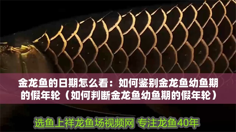金龍魚的日期怎么看：如何鑒別金龍魚幼魚期的假年輪（如何判斷金龍魚幼魚期的假年輪）