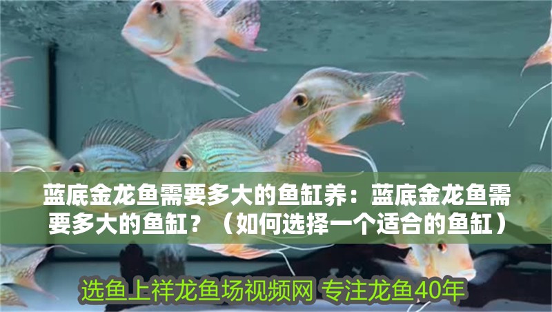 藍底金龍魚需要多大的魚缸養：藍底金龍魚需要多大的魚缸？（如何選擇一個適合的魚缸）