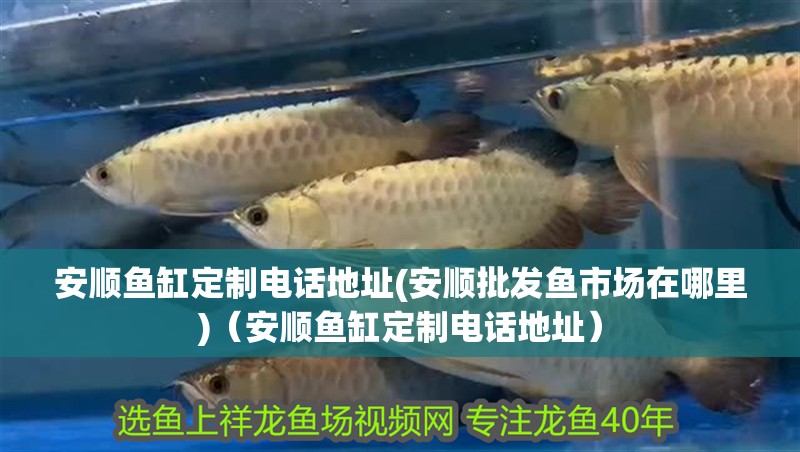 鸚鵡魚和銀龍魚混養(yǎng)怎樣喂食 安順魚缸定制電話地址(安順批發(fā)魚市場在哪里)(安順魚缸定制電話地址) 觀賞魚百科 安順魚缸定制電話地址(安順批發(fā)魚市場在哪里)(安順魚缸定制電話地址) 安順魚缸定制電話地址(安順批發(fā)魚市場在哪里)(安順魚缸定制電話地址) 觀賞魚百科
