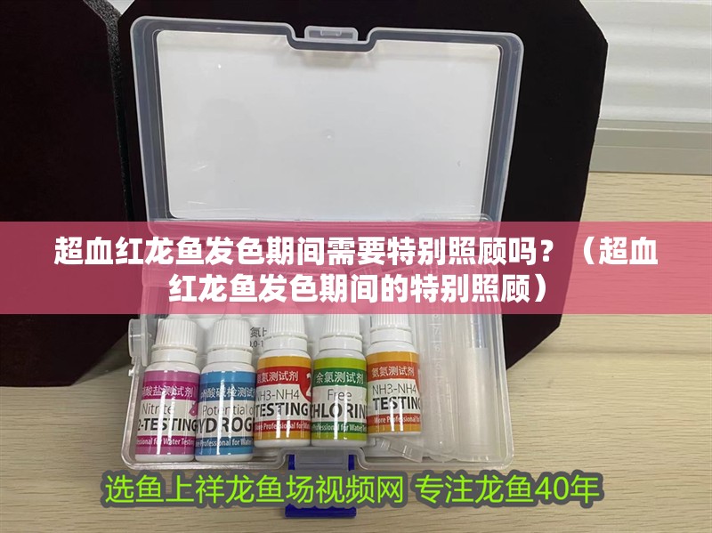 超血紅龍魚發色期間需要特別照顧嗎？（超血紅龍魚發色期間的特別照顧）