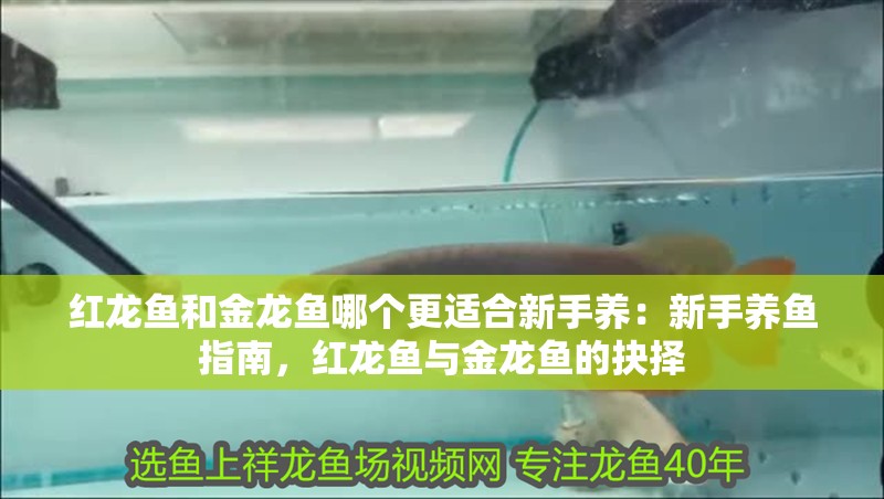 紅龍魚(yú)和金龍魚(yú)哪個(gè)更適合新手養(yǎng)：新手養(yǎng)魚(yú)指南，紅龍魚(yú)與金龍魚(yú)的抉擇