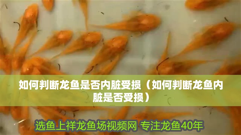 如何判斷龍魚是否內臟受損（如何判斷龍魚內臟是否受損） 如何判斷龍魚是否內臟受損（如何判斷龍魚內臟是否受損） 龍魚百科